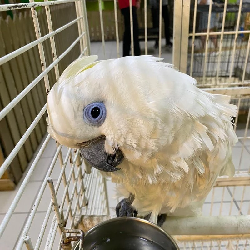 Лапушки