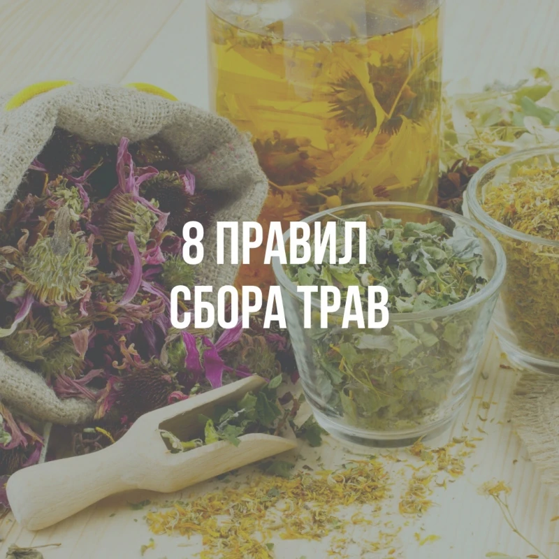 Травник Гордеев М.В.