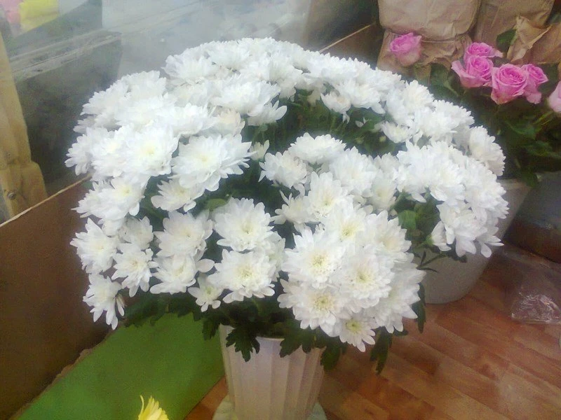 Цветы