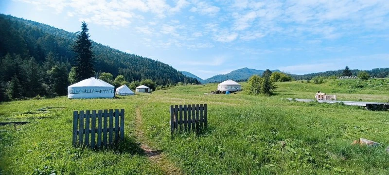 Кедровая сова