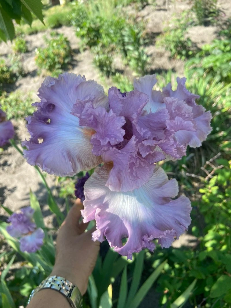 Унечский питомник/Саженцы