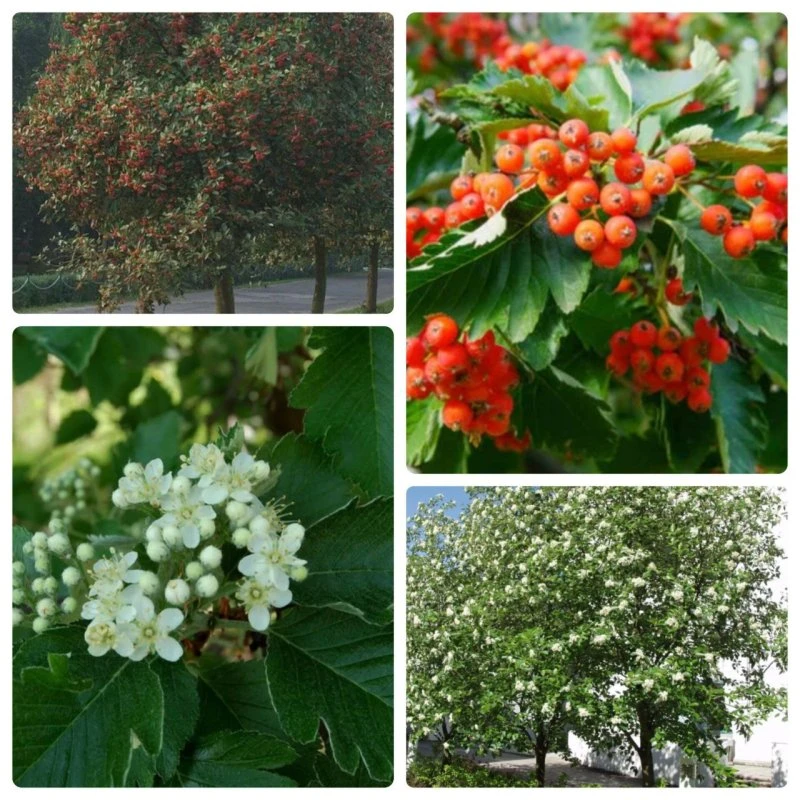 Фото 4