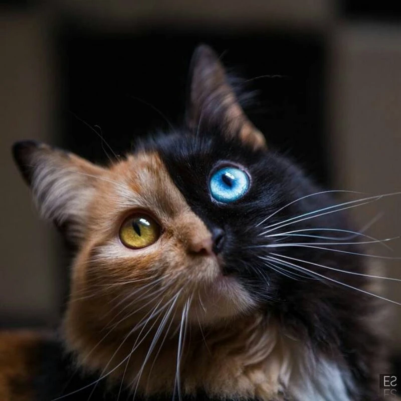Шотландские вислоухие котята