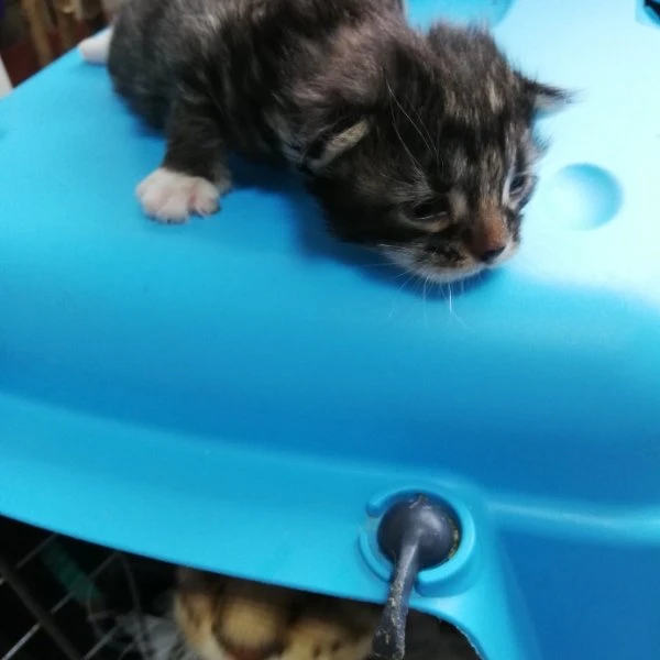 Котята мейнкун
