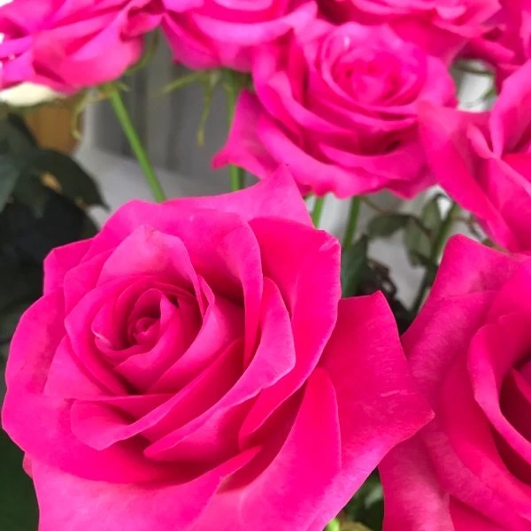 Роза 🌹 80 см длина 😉💪
