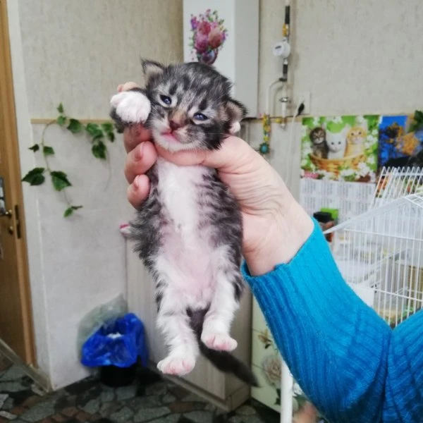 Котята  Мейн-кун.