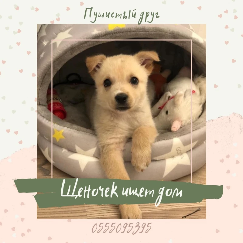 Щеночек ищет дом ❤️