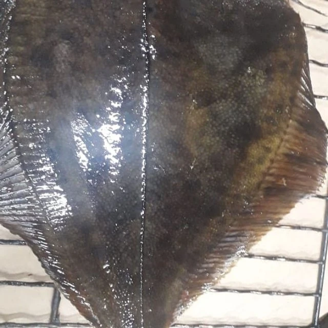 🐟🐟🐟