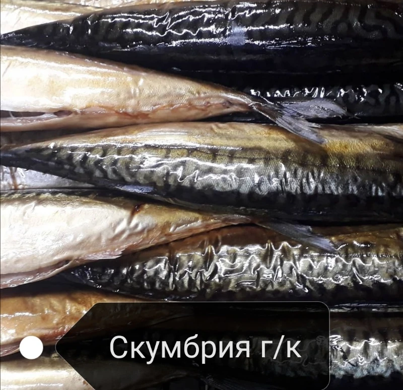 🐟
