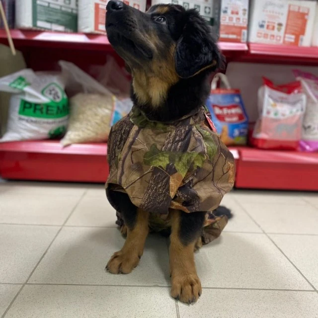 Стрижка собак и кошек/ Зоотовары, одежда для животных🐶