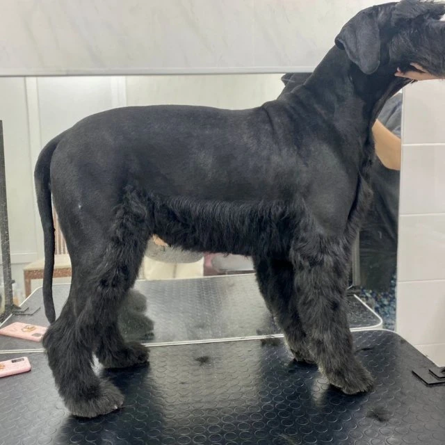 Стрижка собак и кошек