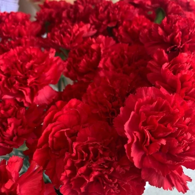 Гвоздика на 9 мая🌹