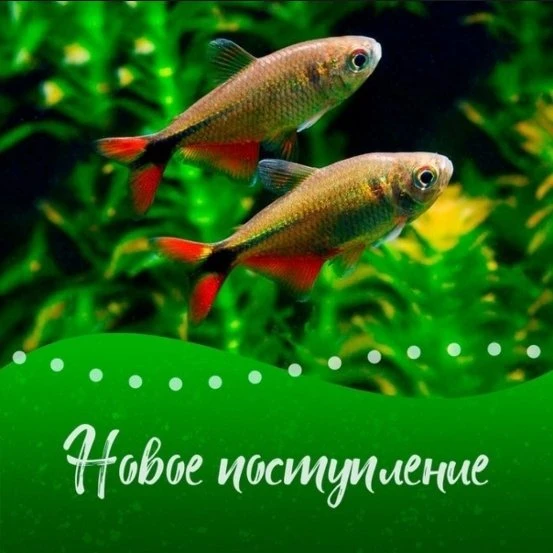 Зоомагазин"Зеленая миля" г.Ейск