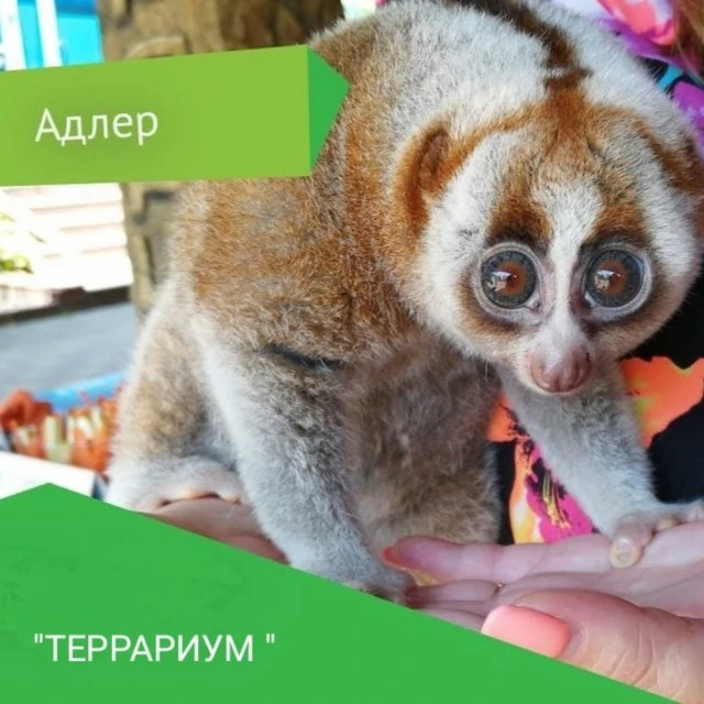 Экзотические животные в Адлере