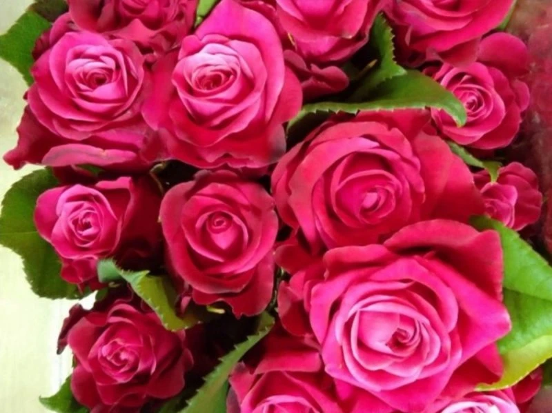 Розы 🌹 от 100 рублей 