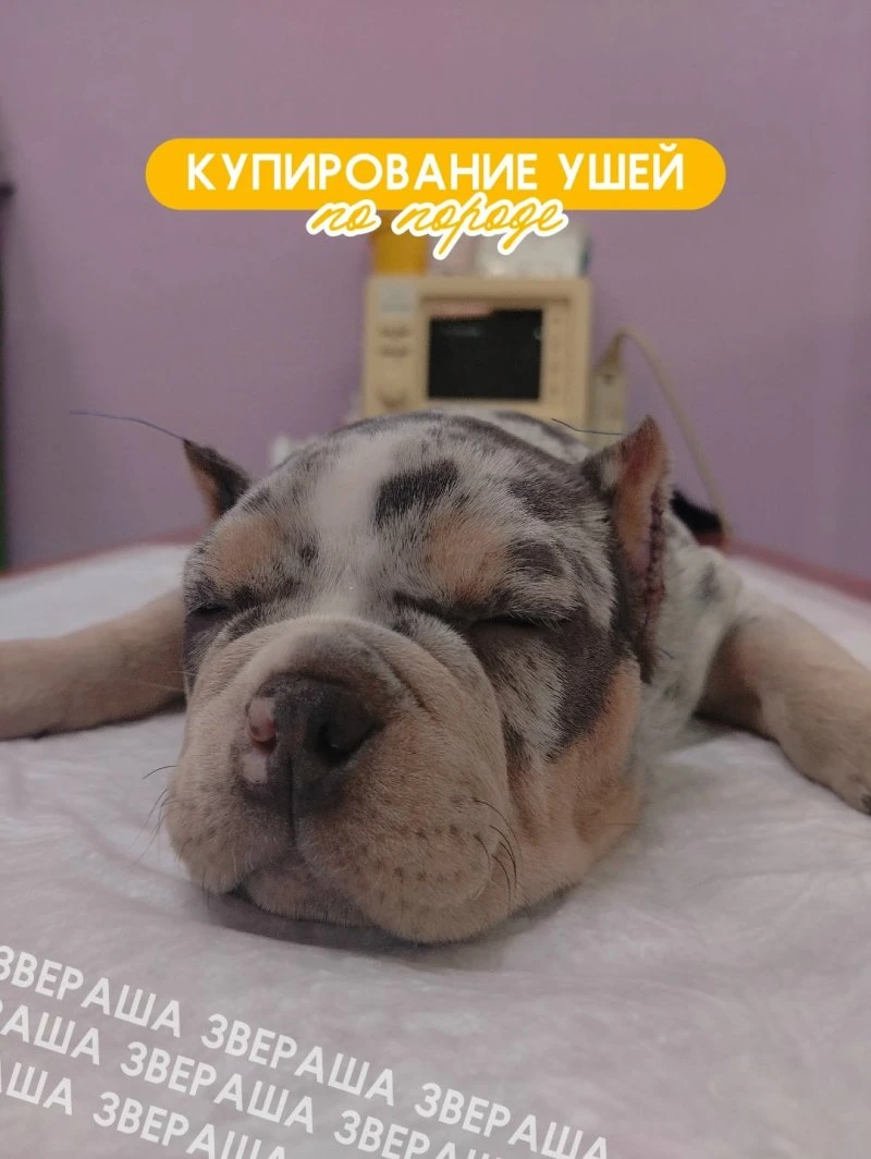 Результат ЗВЕРАШИ: купирования ушей по породе!😍