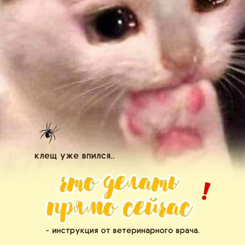 Клещ уже впился? Что делать ПРЯМО СЕЙЧАС - инструкция от ветеринара ЗВЕРАШИ❗️