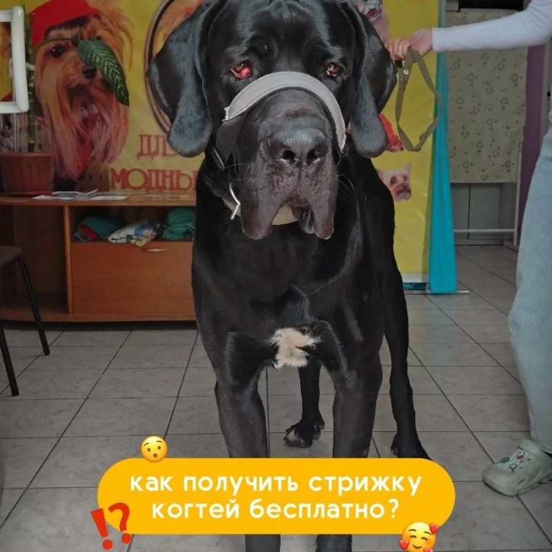 ЗВЕРАША: 🔥 ВЫГОДА, от которой хвост виляет чаще! 🔥