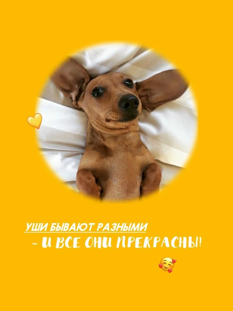 Советы от ЗВЕРАШИ: Купирование ушей: когда это нужно, и когда лучше не делать. 🙌🏻
